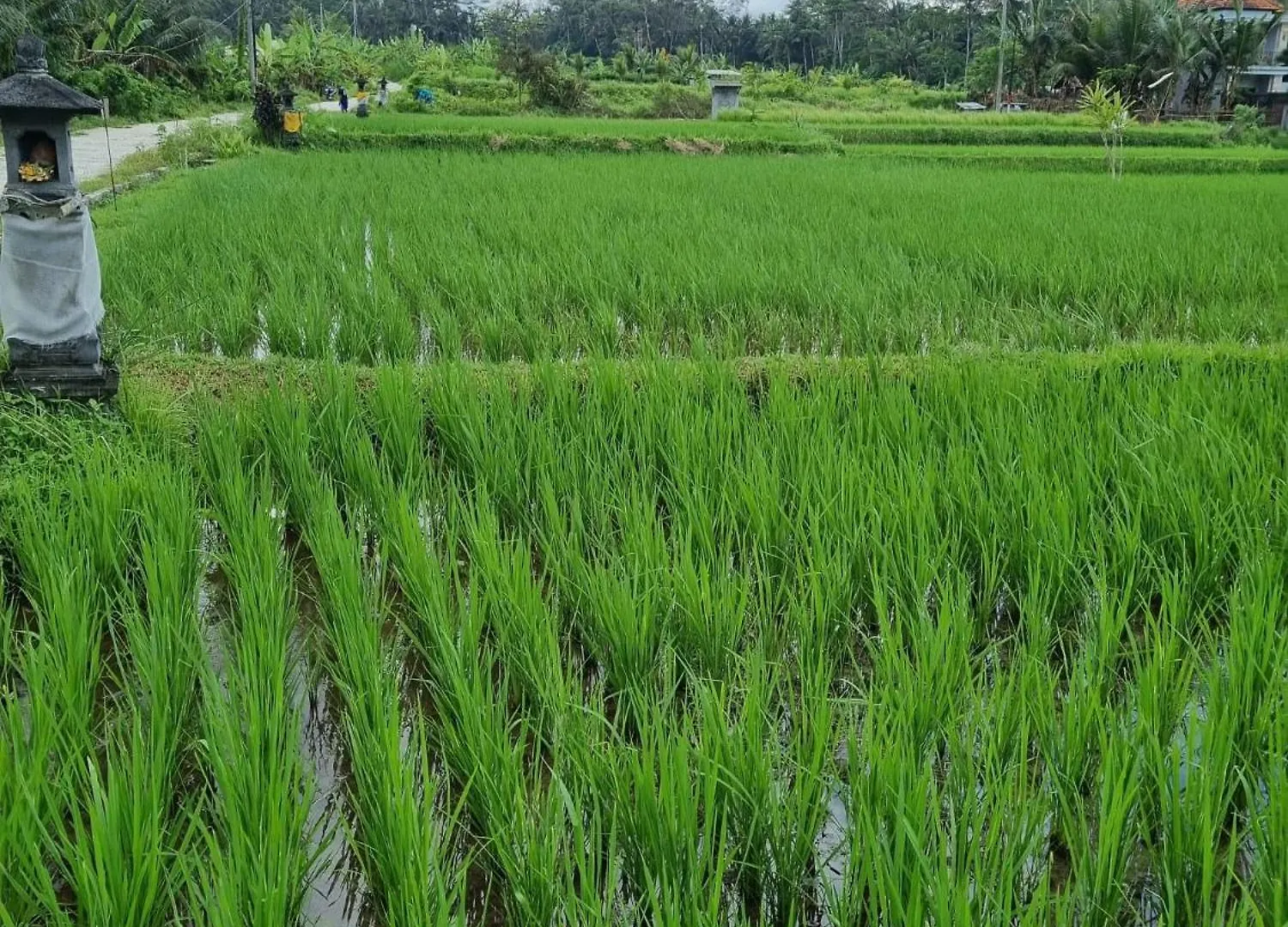 New 4 Bedroom Villa Surrounded By Jungle And Ricefields Ubud